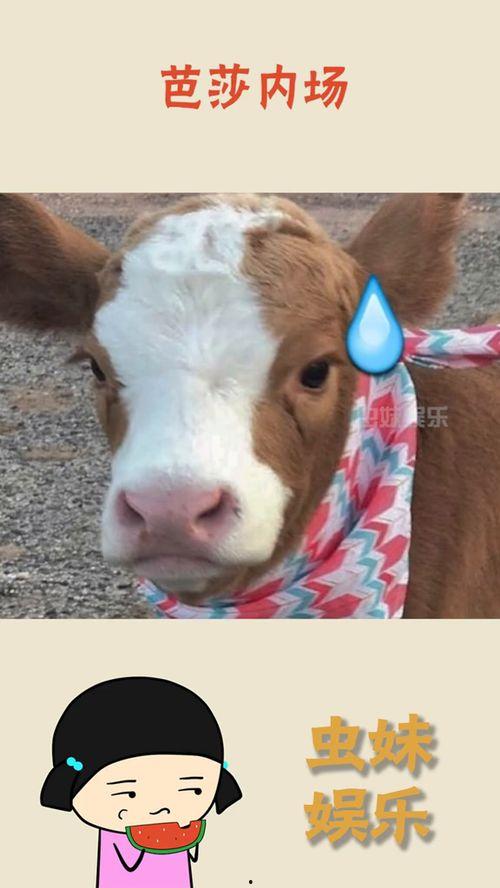 抖音吃瓜鼠,揭秘网红圈幕后故事