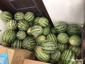 介休龙凤吃瓜视频,一场别开生面的乡村趣味盛宴