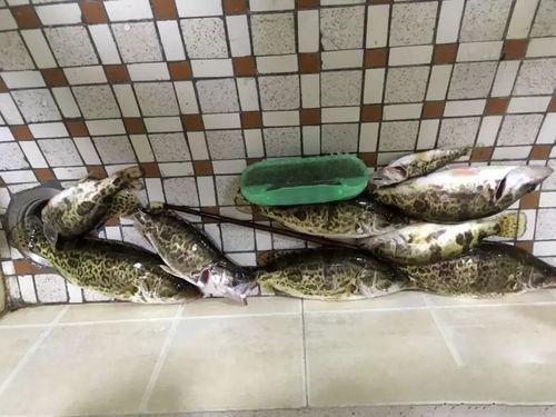 桂鱼吃瓜饵料鱼,揭秘其独特饮食习惯