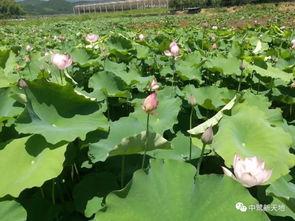 新天地吃瓜事件,揭秘网络舆论的狂欢与反思