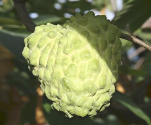 台湾藤瓜怎么吃,探索美味与健康的完美结合