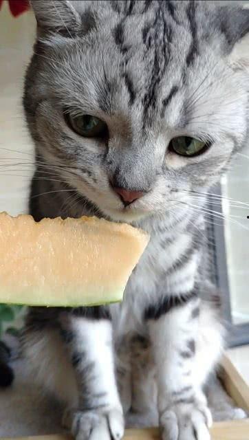 什么猫吃瓜,揭秘猫咪的“吃瓜”之谜